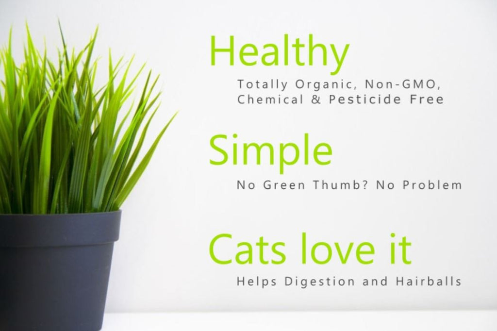 Organic Cat Grass Oat Seeds 4 Ounce W55882