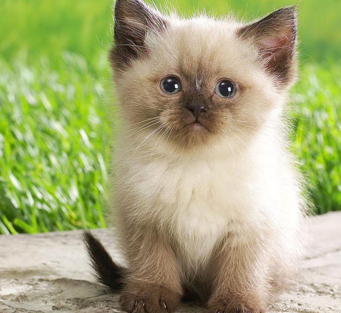 Organic Cat Grass Oat Seeds 4 Ounce W55882