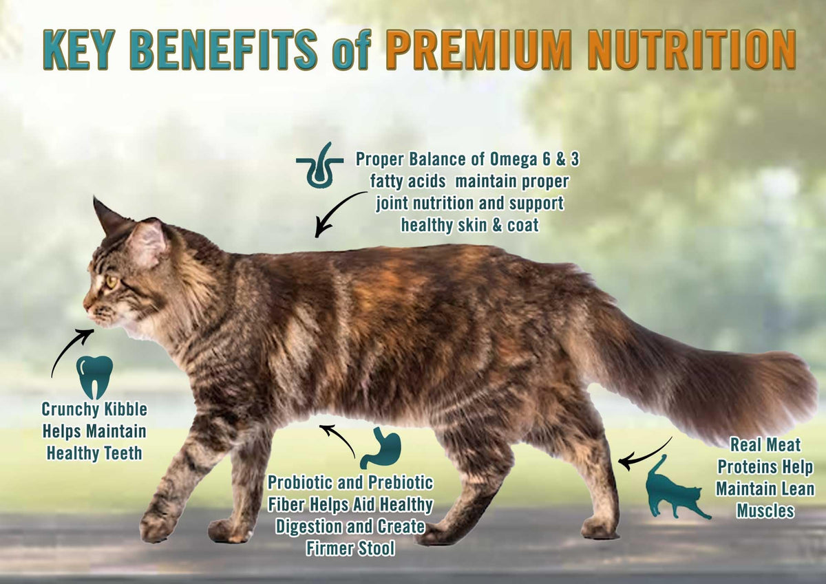 All Natural Grain-Free Dry Cat Food Salmon & Legumes 4lb R58682