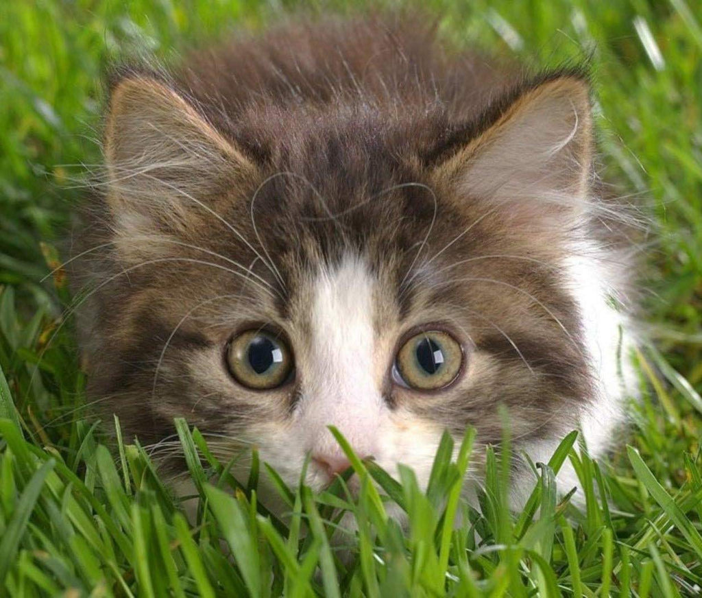 Organic Cat Grass Oat Seeds 4 Ounce W55882