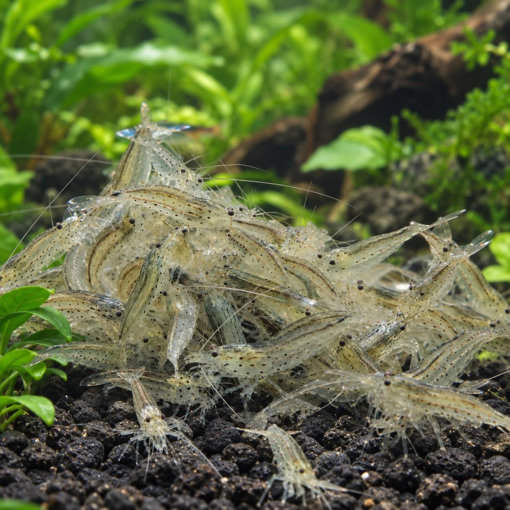 10 Freshwater Aquarium Shrimp Live E4055
