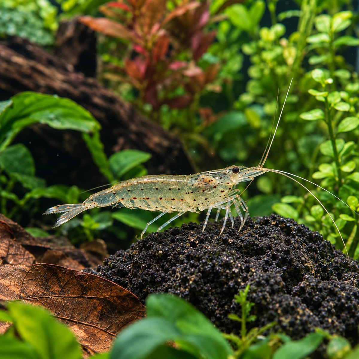 10 Freshwater Aquarium Shrimp Live E4055
