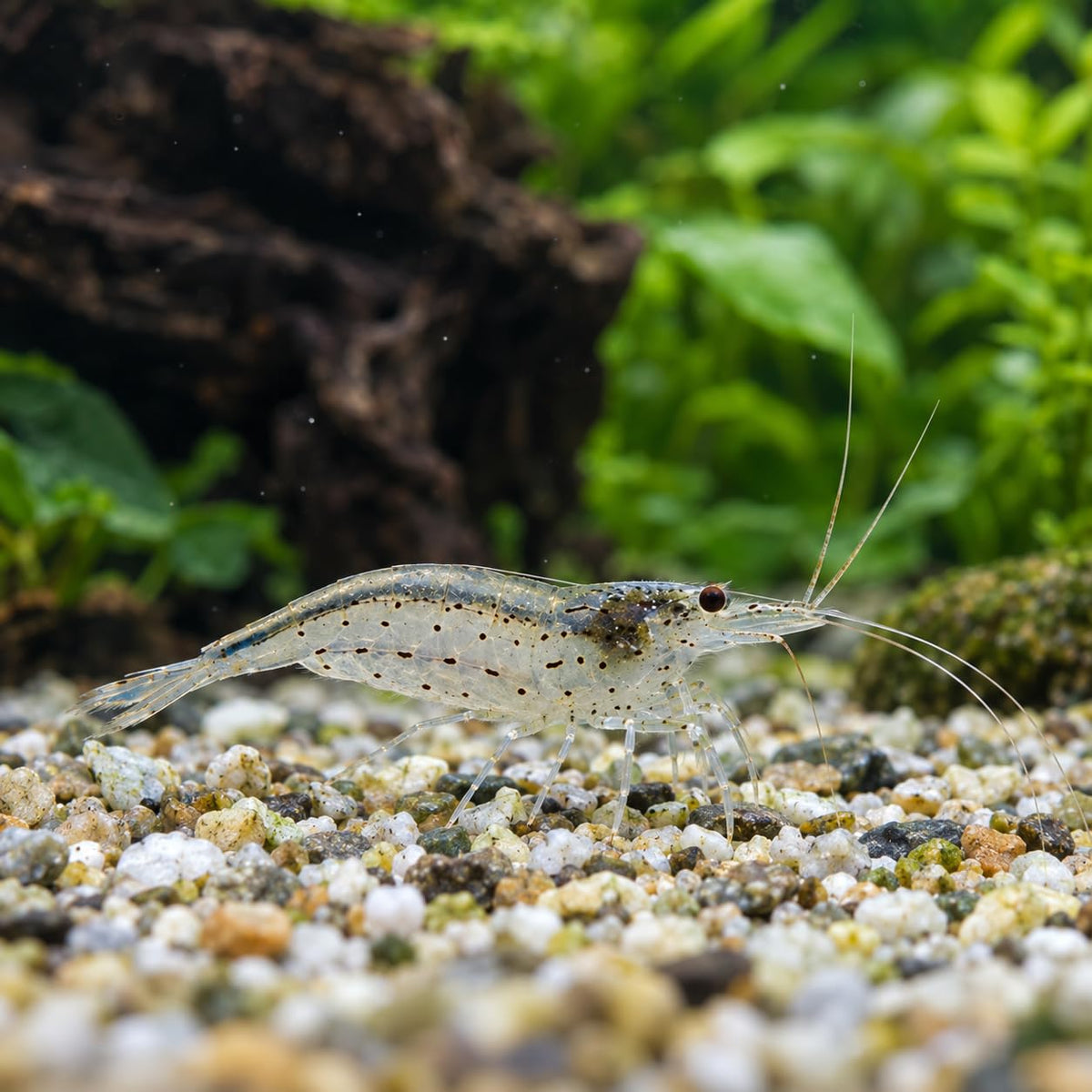 10 Freshwater Aquarium Shrimp Live E4055