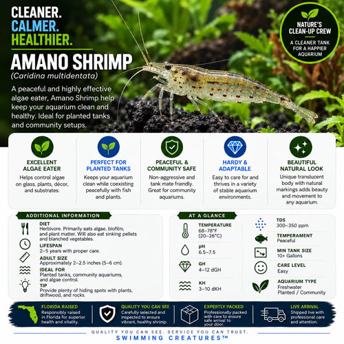 10 Freshwater Aquarium Shrimp Live E4055