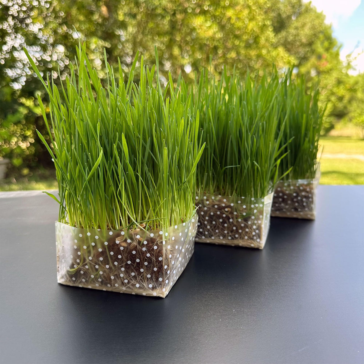 Organic Cat Grass Kit 3 Pack Non GMO Heirloom Seeds B7424