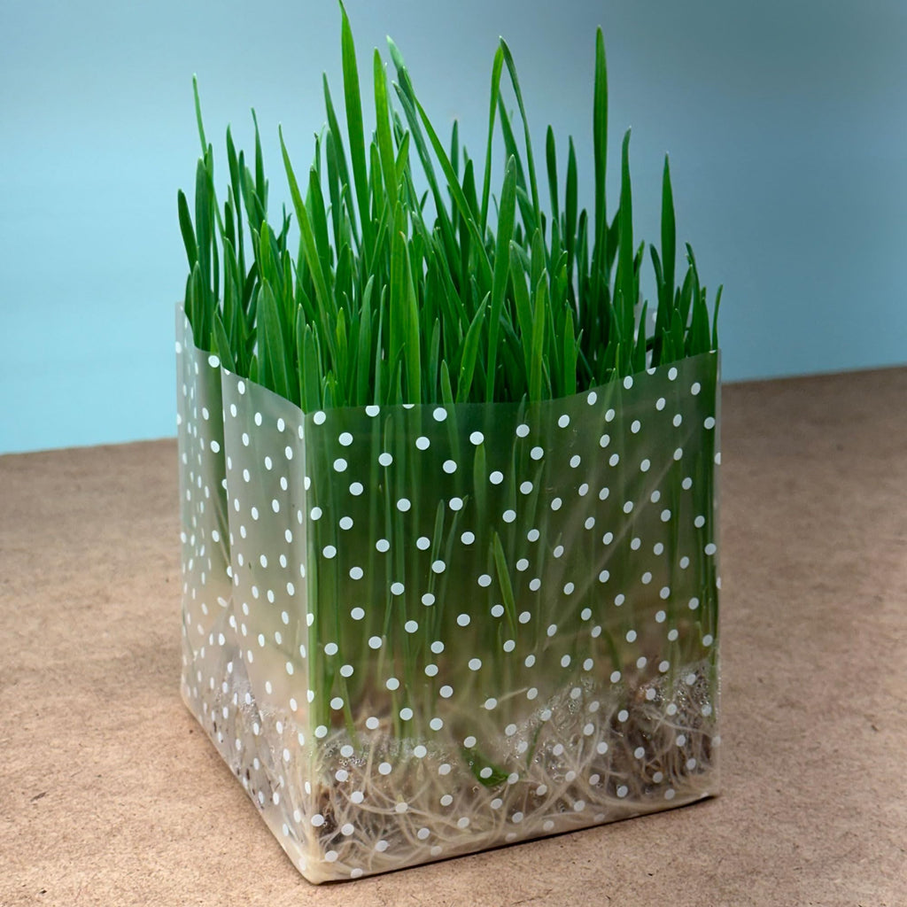 Organic Cat Grass Kit 3 Pack Non GMO Heirloom Seeds B7424
