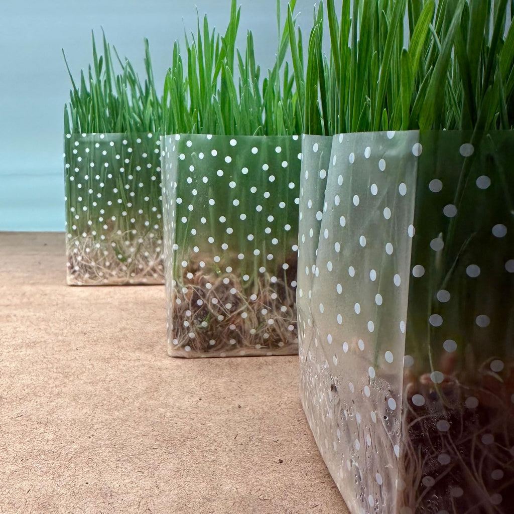Organic Cat Grass Kit 3 Pack Non GMO Heirloom Seeds B7424