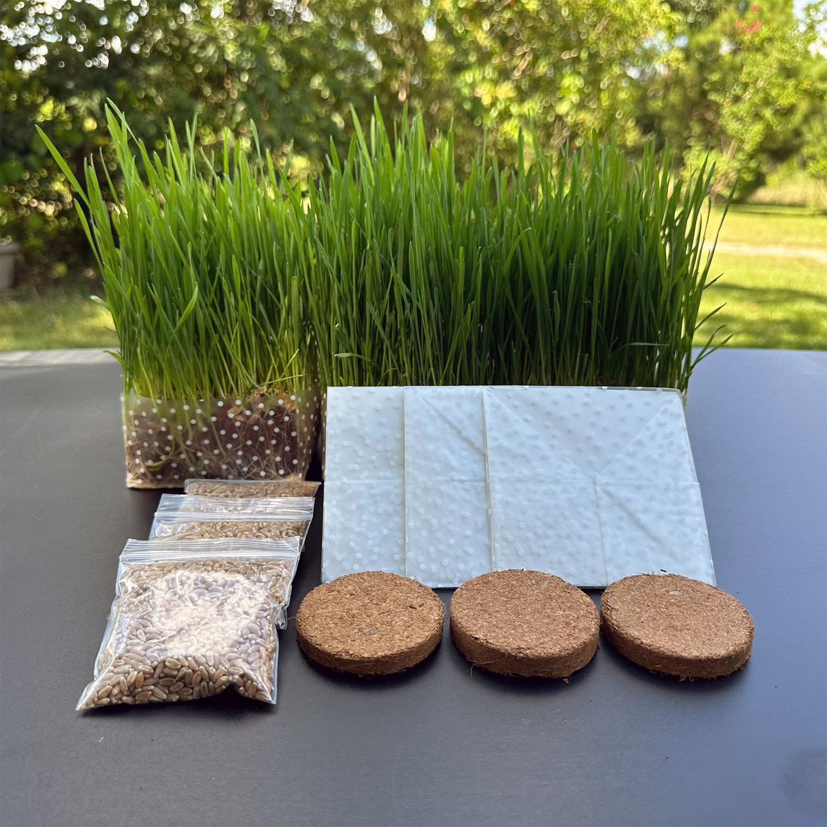Organic Cat Grass Kit 3 Pack Non GMO Heirloom Seeds B7424