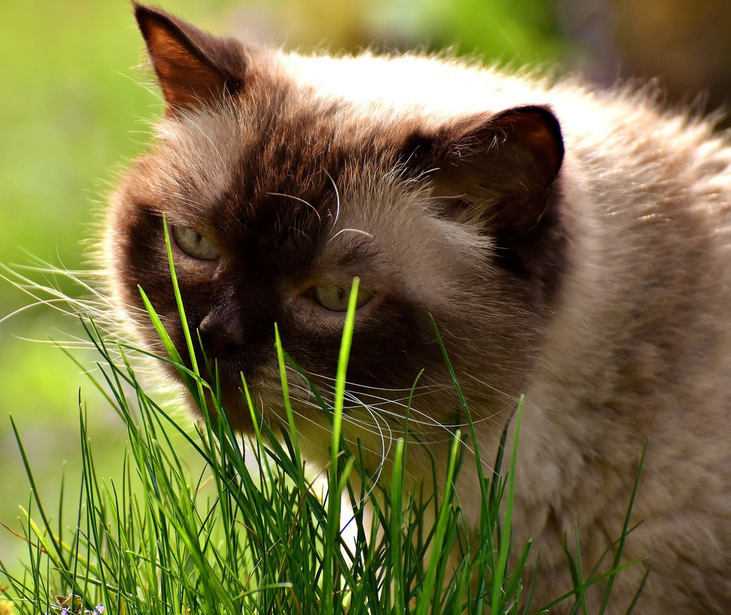 Organic Cat Grass Oat Seeds 4 Ounce W55882