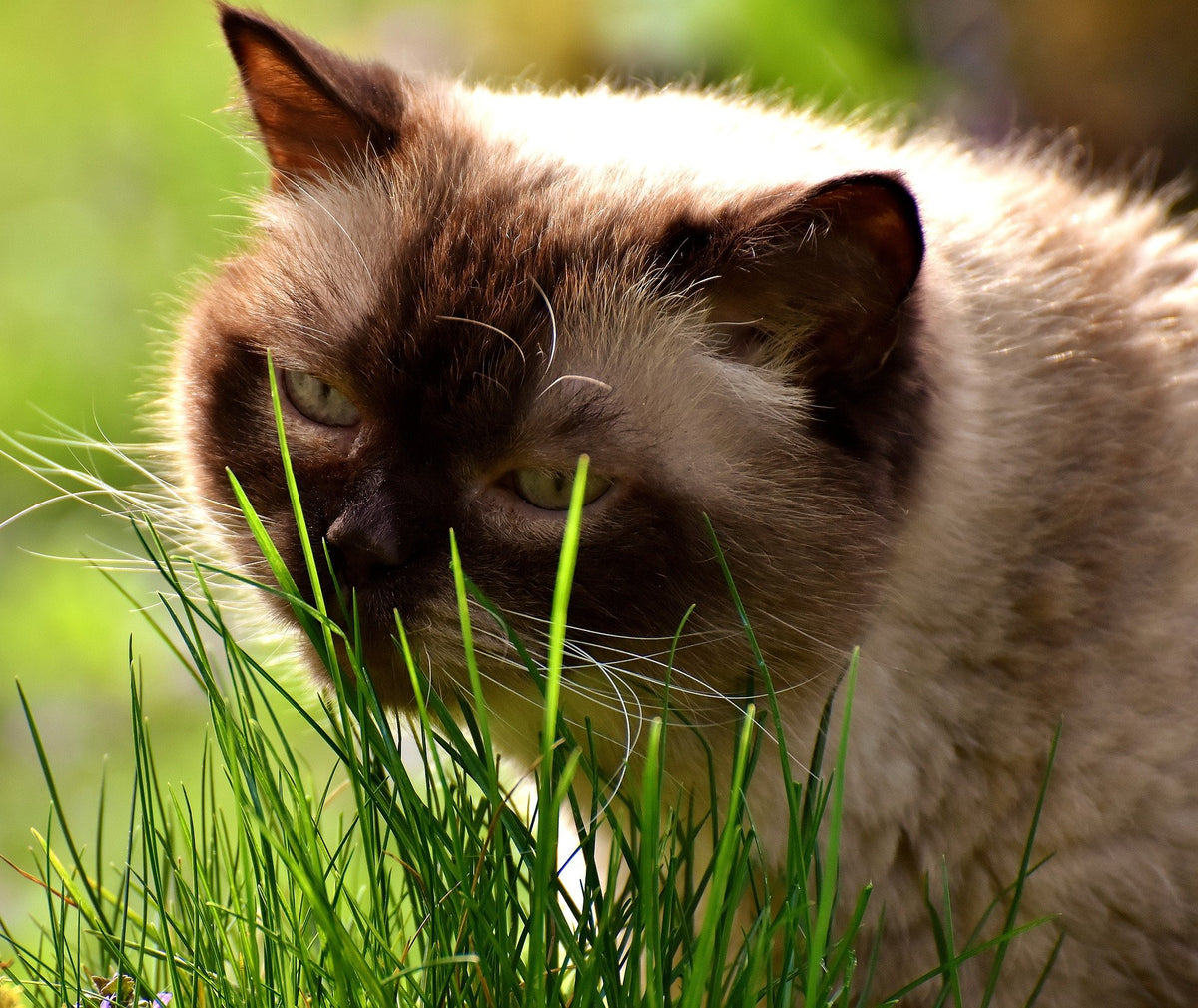 Organic Cat Grass Oat Seeds 4 Ounce W55882