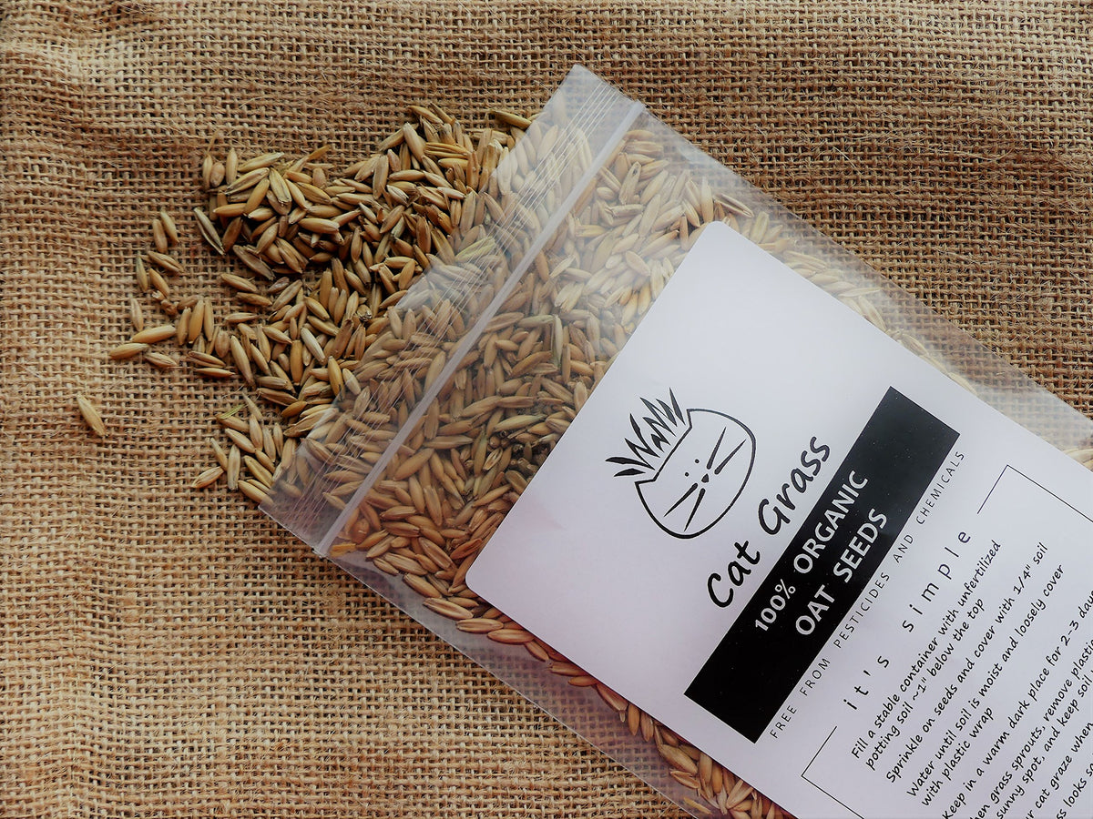 Organic Cat Grass Oat Seeds 4 Ounce W55882