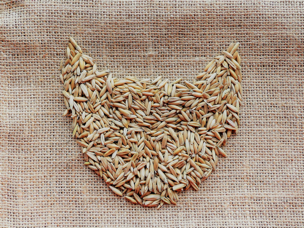 Organic Cat Grass Oat Seeds 4 Ounce W55882